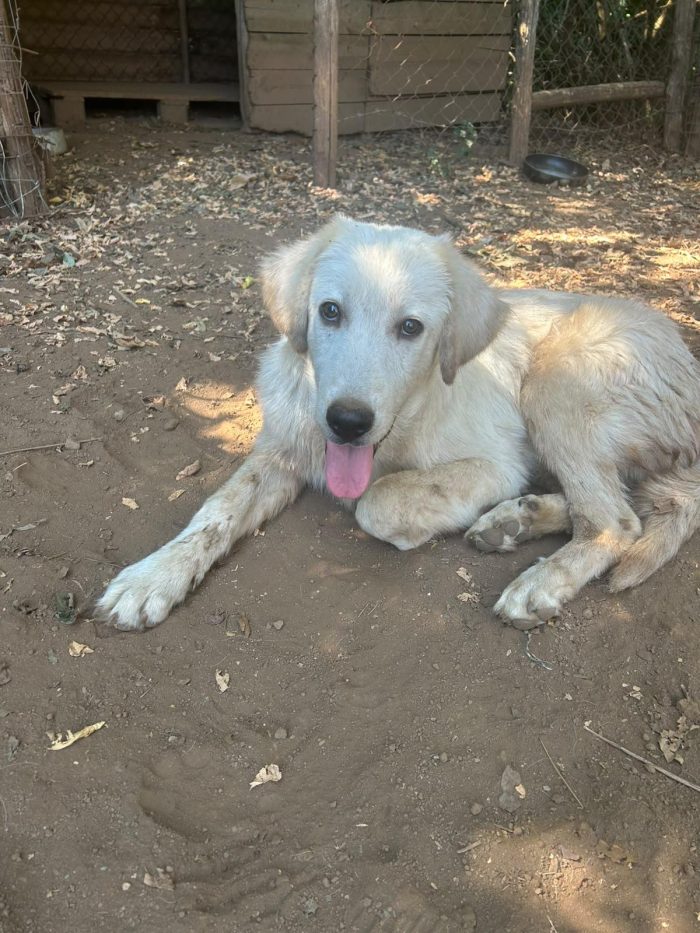 Eden splendido cucciolotto simil Golden cerca casa
