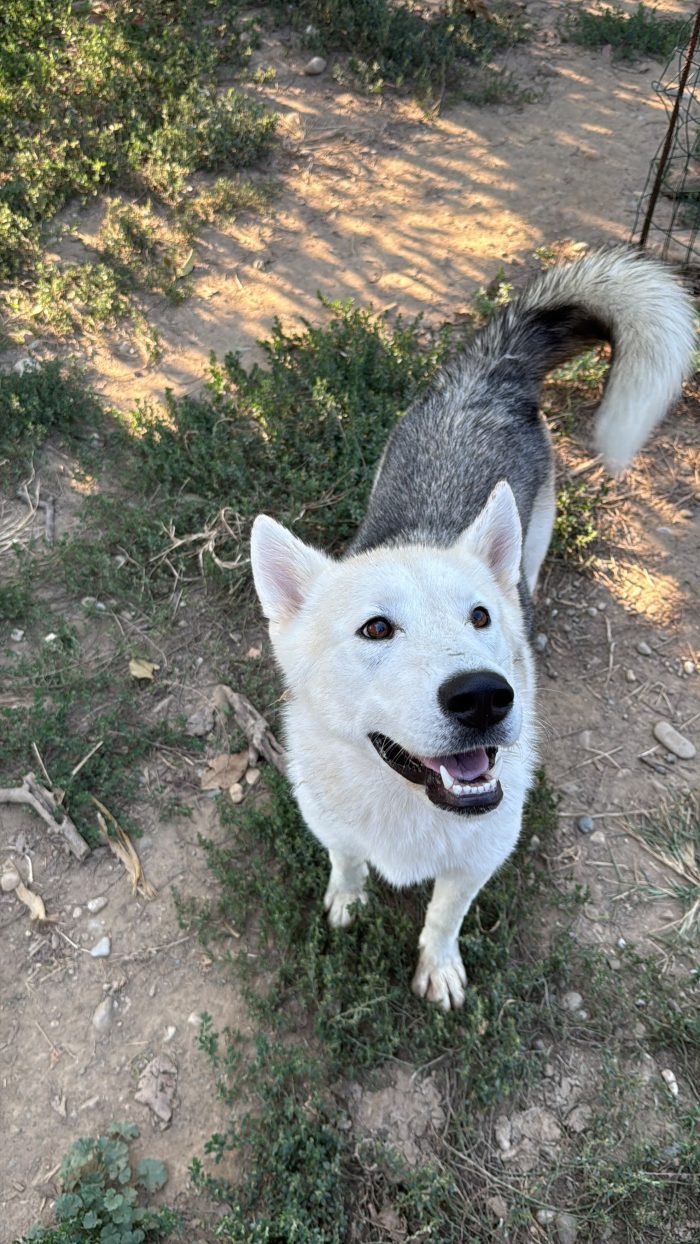 Rucola husky meravigliosa
