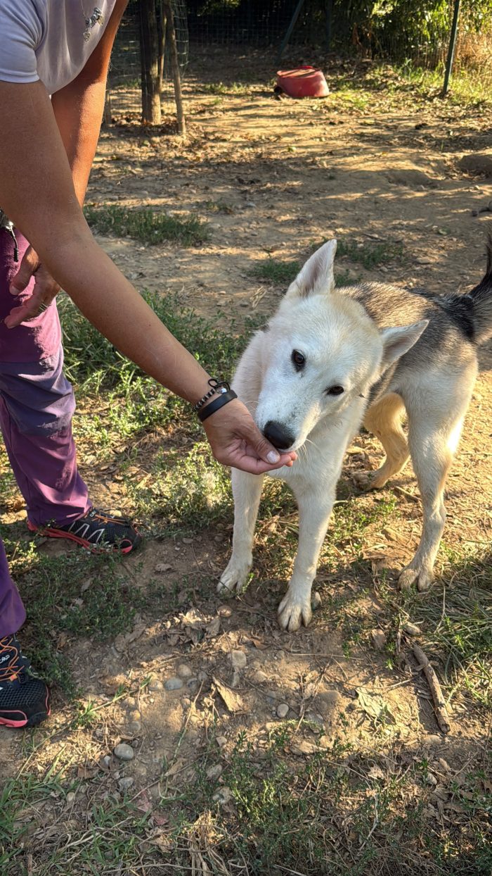 Rucola husky meravigliosa