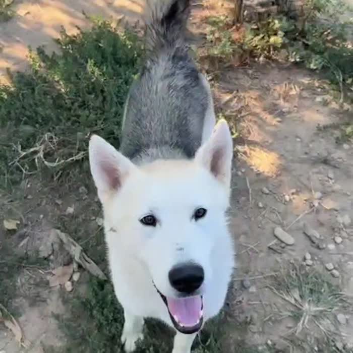 Rucola husky meravigliosa