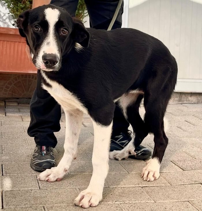PINA BELLISSIMA CUCCIOLONA