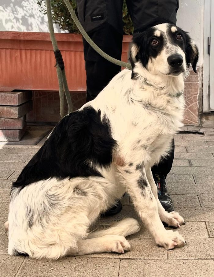 JARA CUCCIOLOTTA