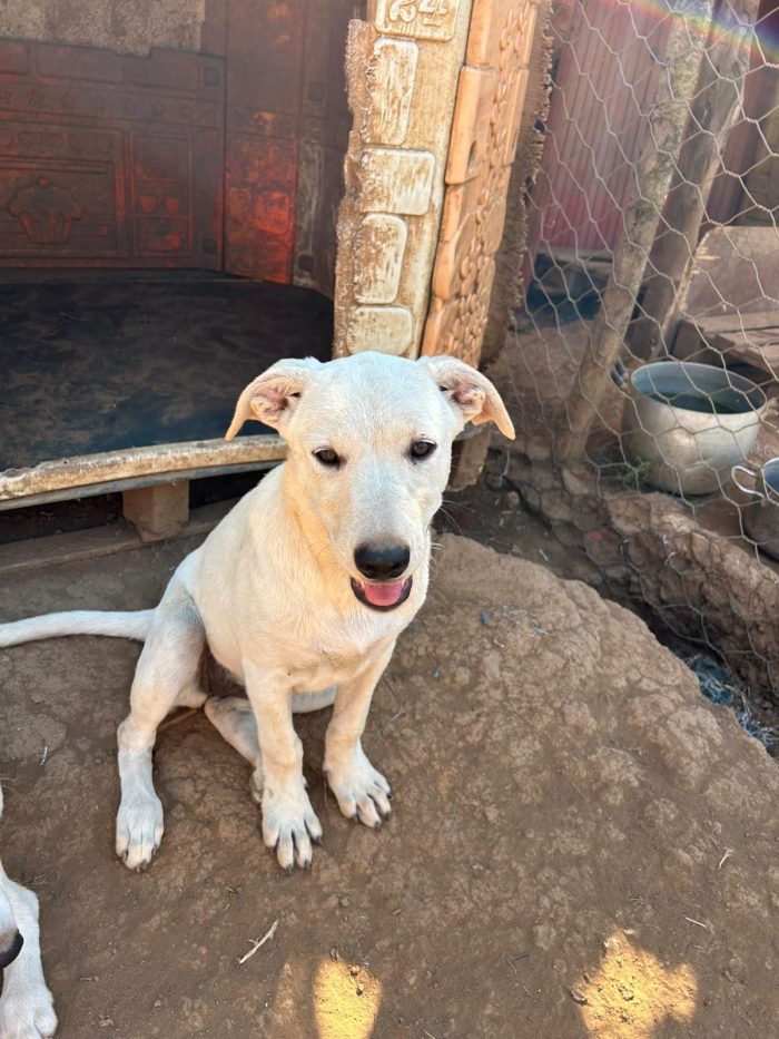 Maya splendida cucciola cerca casa - media 7