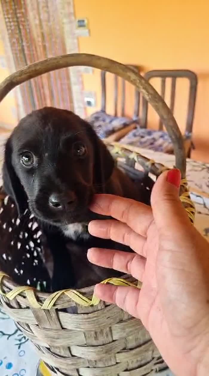 Varen meraviglioso dolce cucciolo mix Labrador