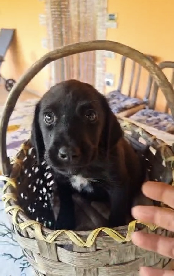 Varen meraviglioso dolce cucciolo mix Labrador