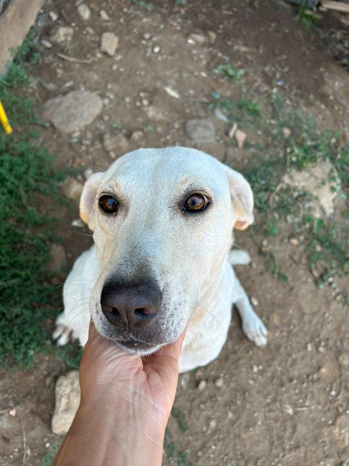 💭🐾 DESIDERI SCOPRIRE QUAL E’ IL SOGNO DI SONIA? 🐶 - media 4