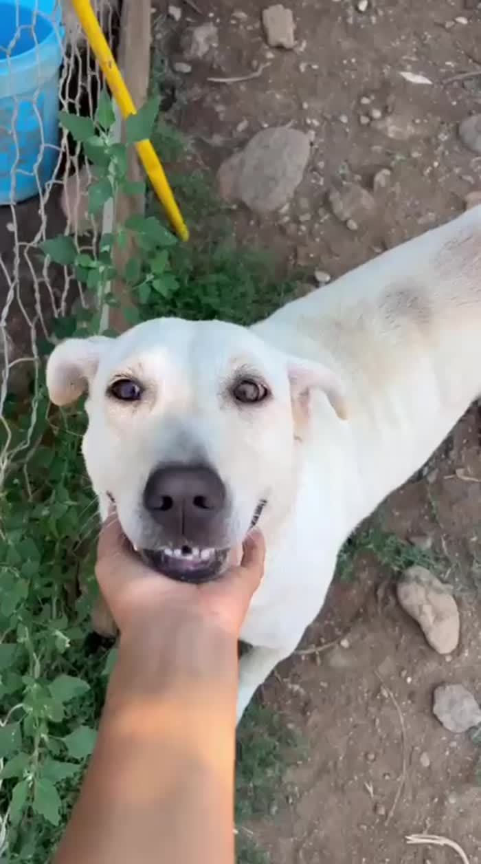 💭🐾 DESIDERI SCOPRIRE QUAL E’ IL SOGNO DI SONIA? 🐶 - media 6