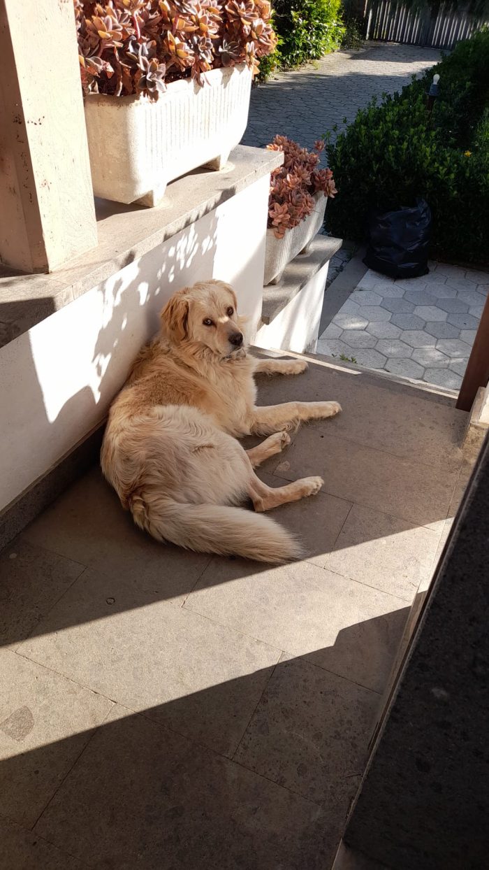 Leo, detto cuore di panna