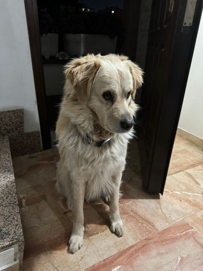 Leo, detto cuore di panna