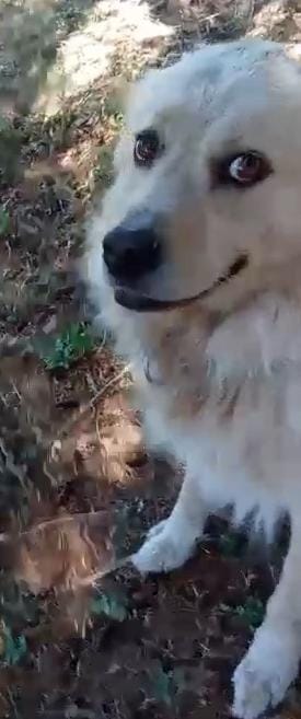 Leo, detto cuore di panna - media 5