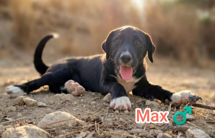 Max, mix Maremmano - media 4