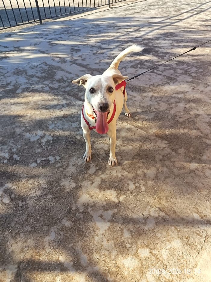 Pongo, simpatico cagnolino taglia piccola