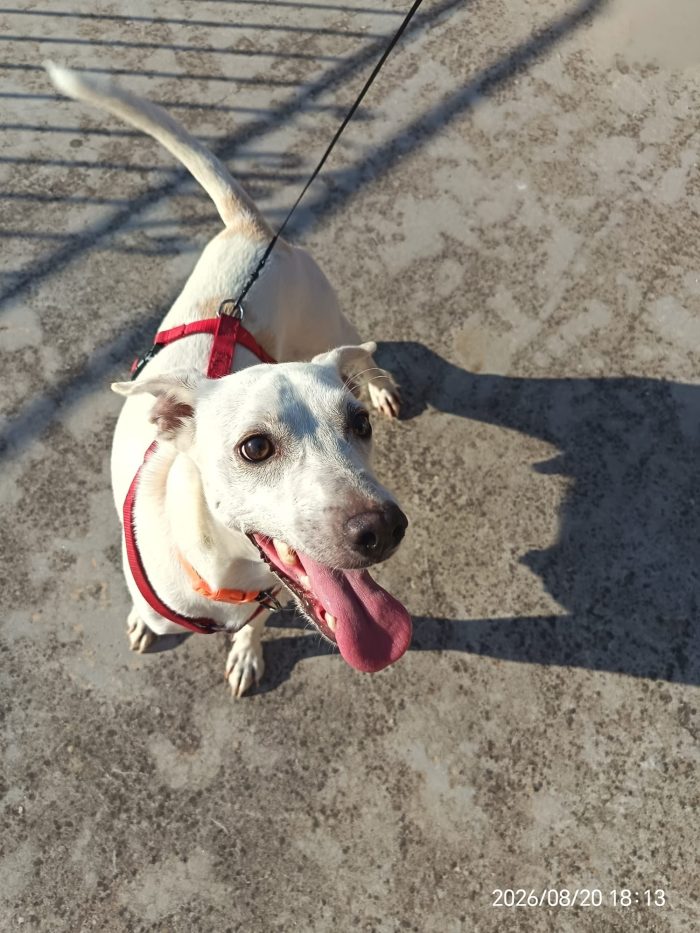 Pongo, simpatico cagnolino taglia piccola