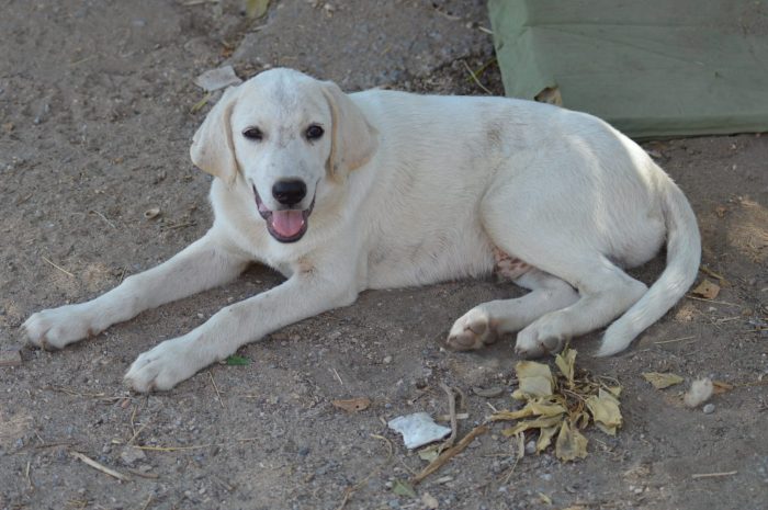 Ares, cucciolo simil labrador dolcissimo
