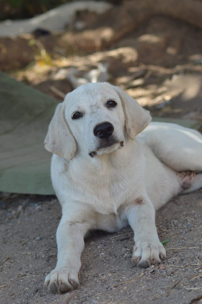 Ares, cucciolo simil labrador dolcissimo