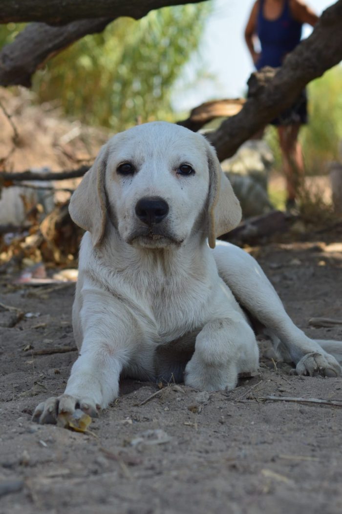Ares, cucciolo simil labrador dolcissimo