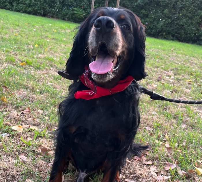 Stupendo setter gordon in stallo a Milano