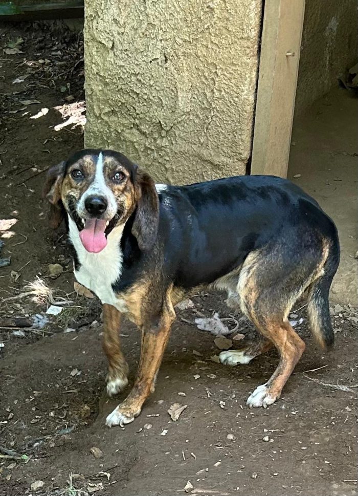Capi, simil beagle in stallo a Bologna