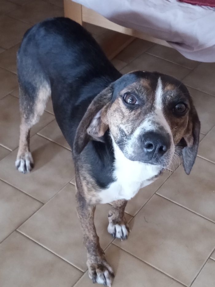 Capi, simil beagle in stallo a Bologna