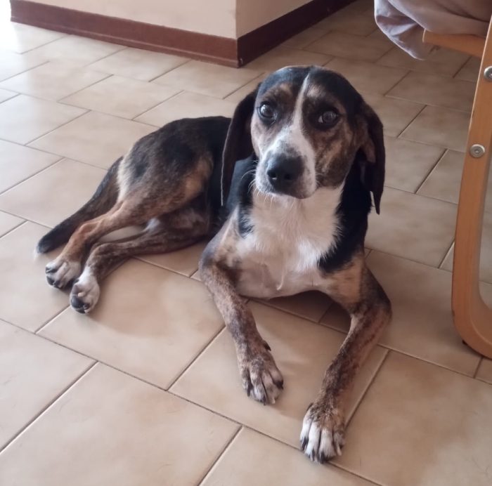 Capi, simil beagle in stallo a Bologna