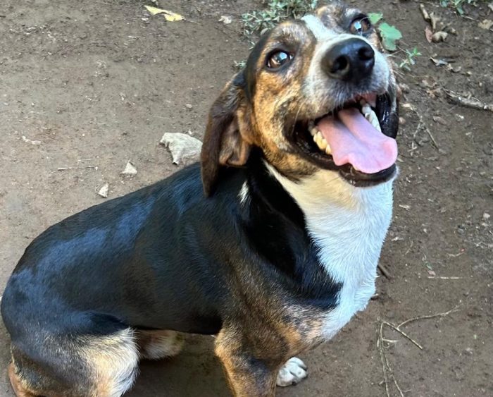 Capi, simil beagle in stallo a Bologna - media 4