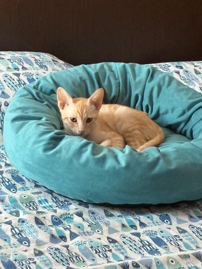 Gino il gattino
