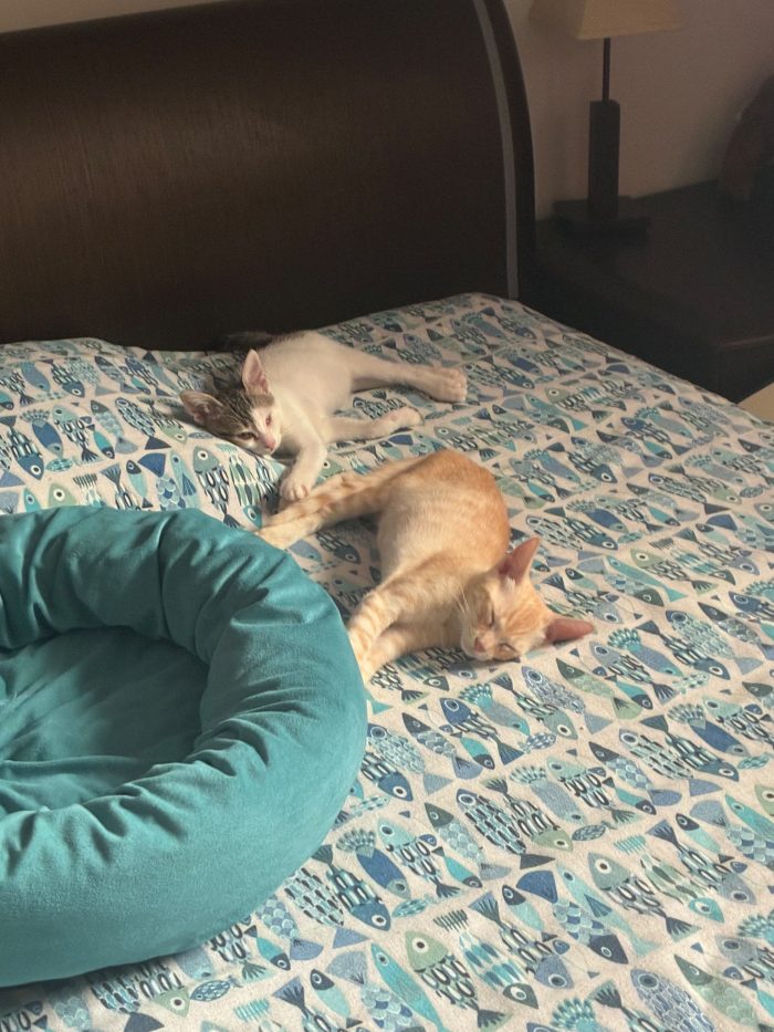 Gino il gattino