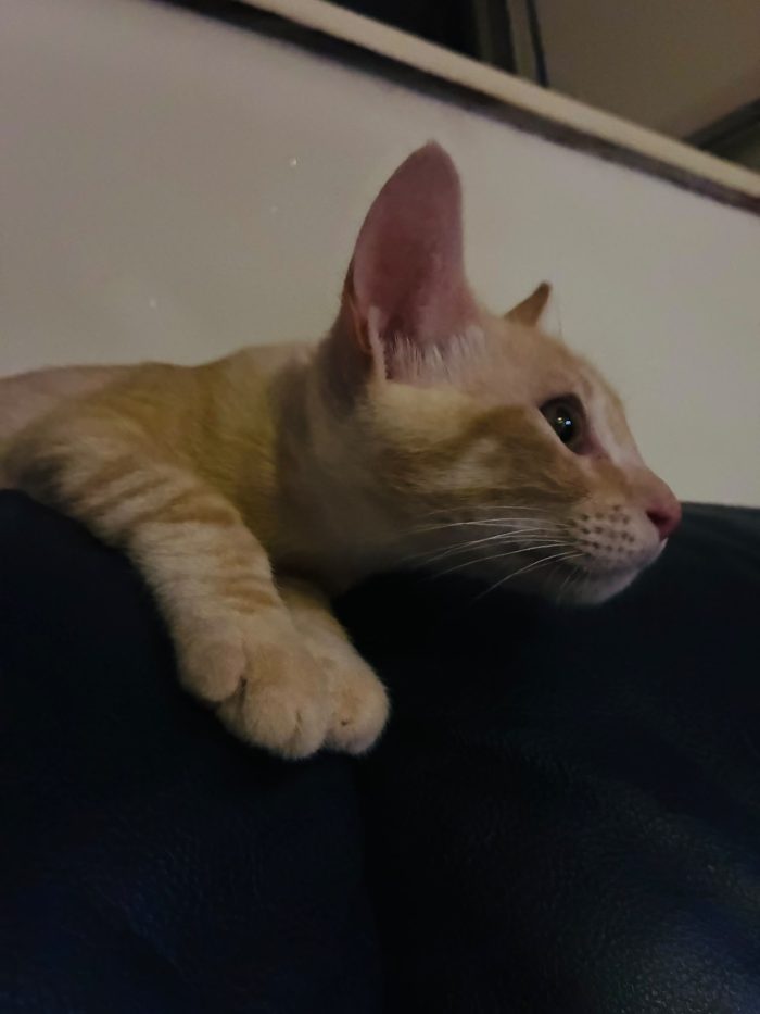 Gino il gattino