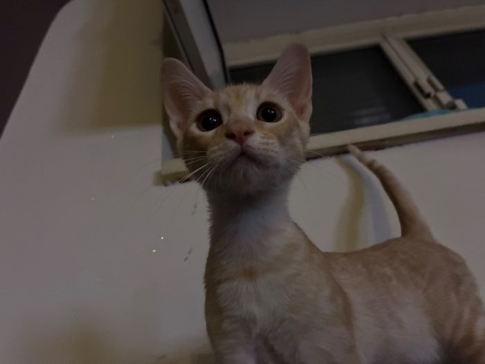 Gino il gattino - media 7
