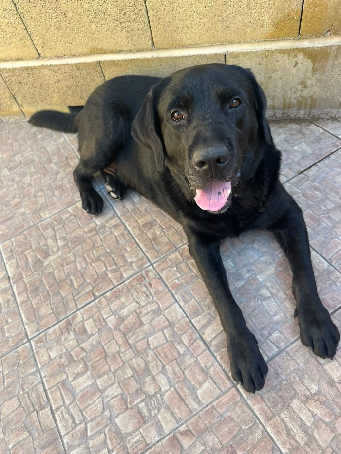 Ettore dolcissimo labrador nero