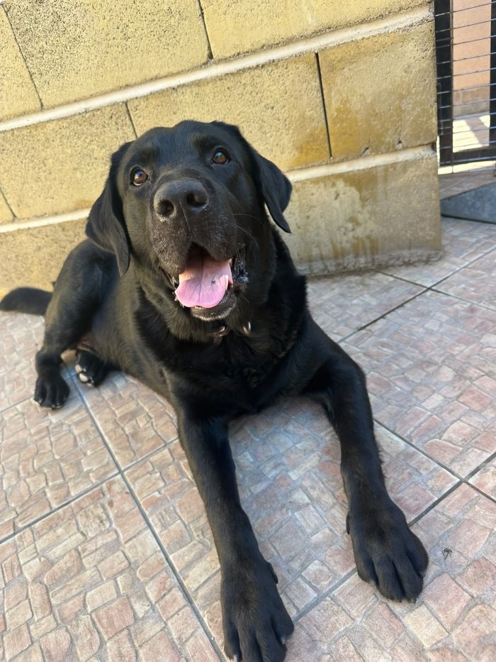 Ettore dolcissimo labrador nero