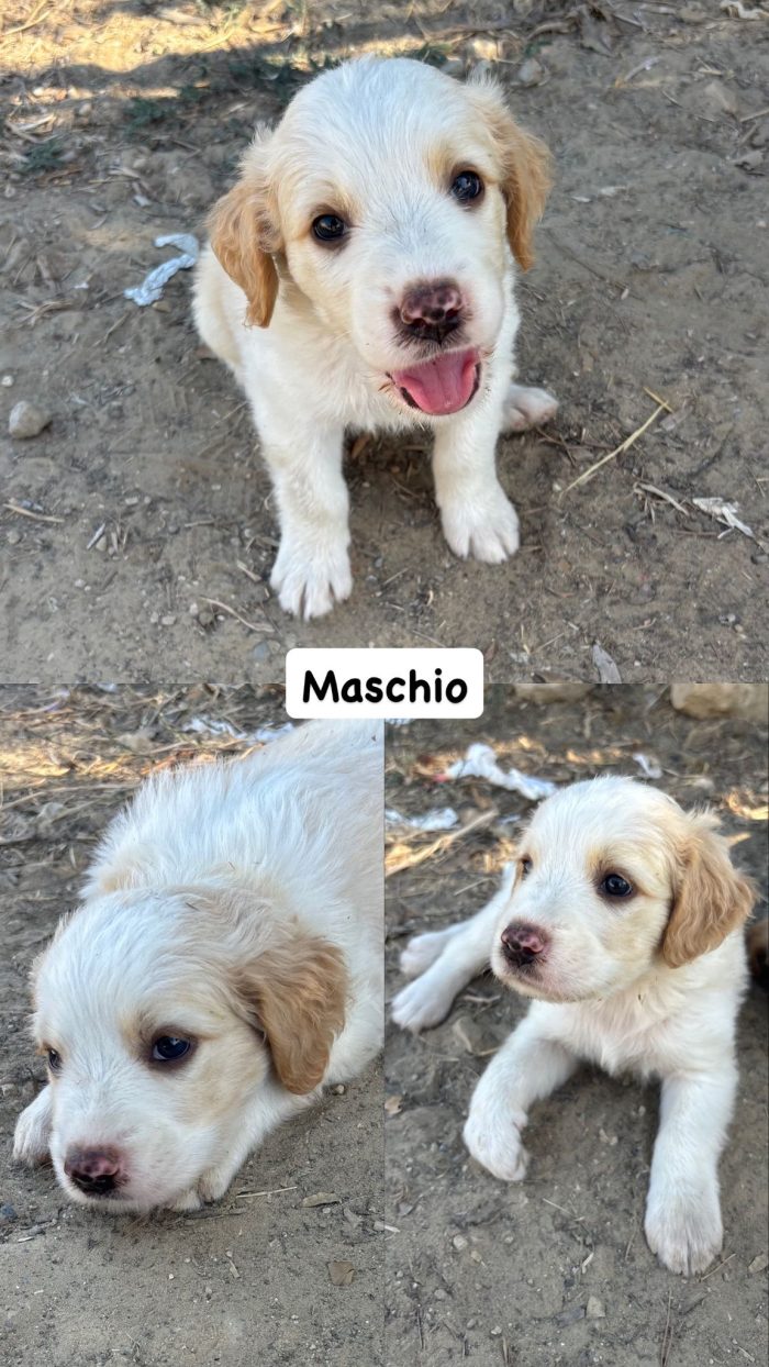 POLDO cucciolo