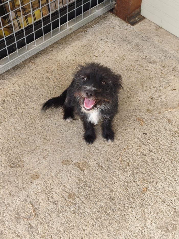 Calimero dolcissimo cagnolino simil yorkshire