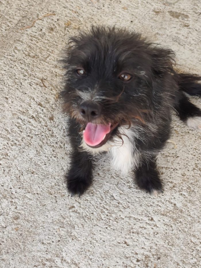 Calimero dolcissimo cagnolino simil yorkshire