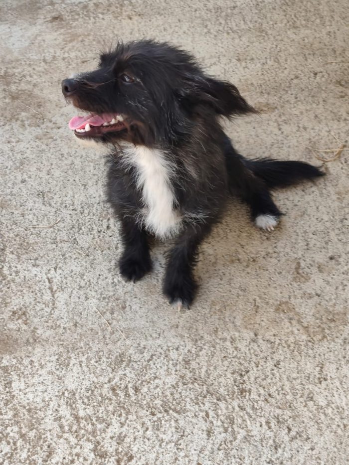 Calimero dolcissimo cagnolino simil yorkshire