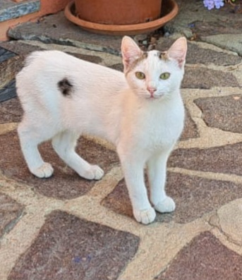 3micini bianchi/grigi sui 4mesi SOS VOGHERA PV