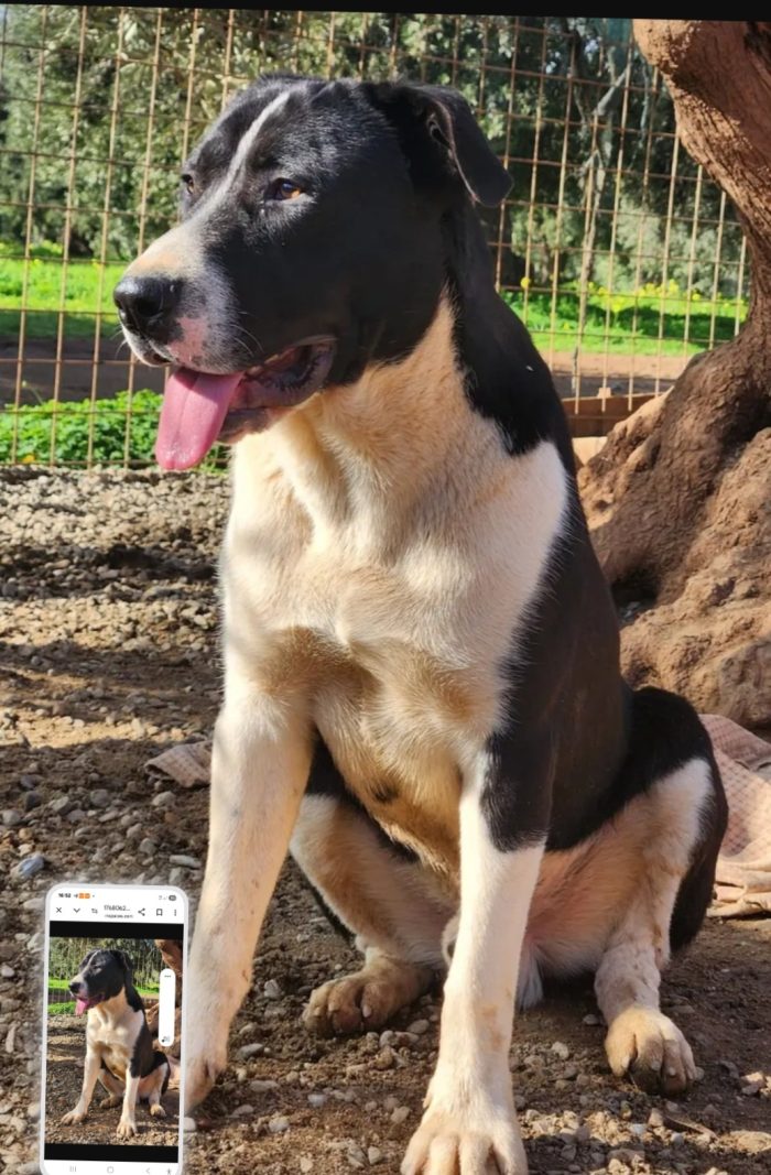 Drago mix molosso 14mesi cresce in rifugio SOS COSENZA