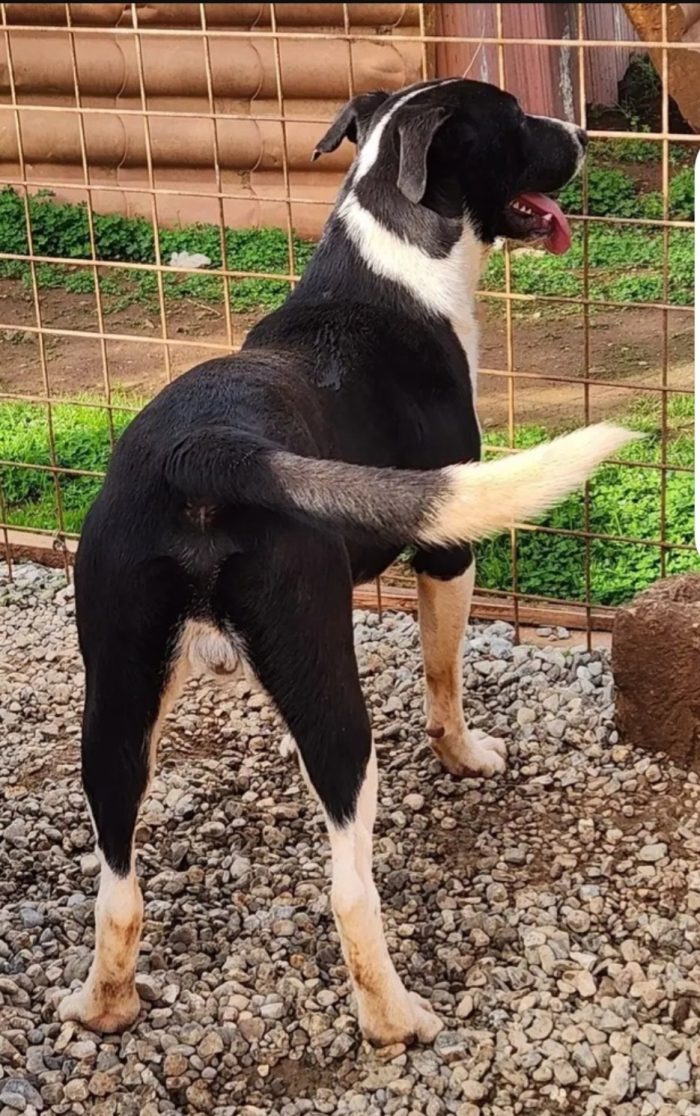 Drago mix molosso 14mesi cresce in rifugio SOS COSENZA
