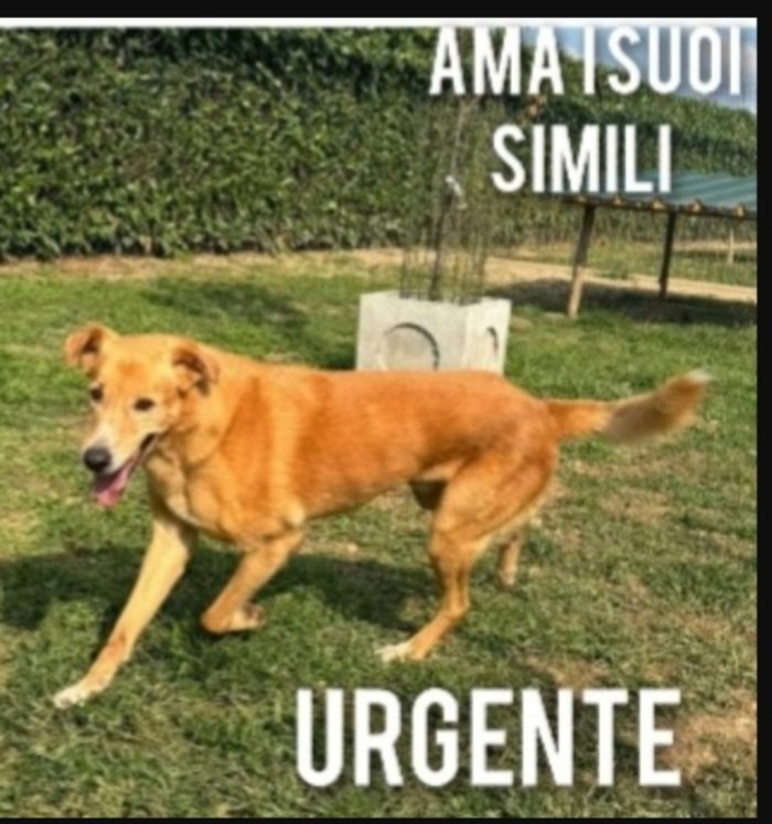 Jeremi 14anni e 1/2 ancora in forma..purtroppo è tornato in Puglia