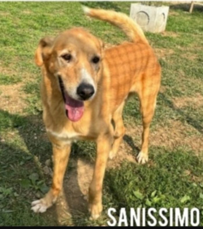 Jeremi 14anni e 1/2 ancora in forma..purtroppo è tornato in Puglia