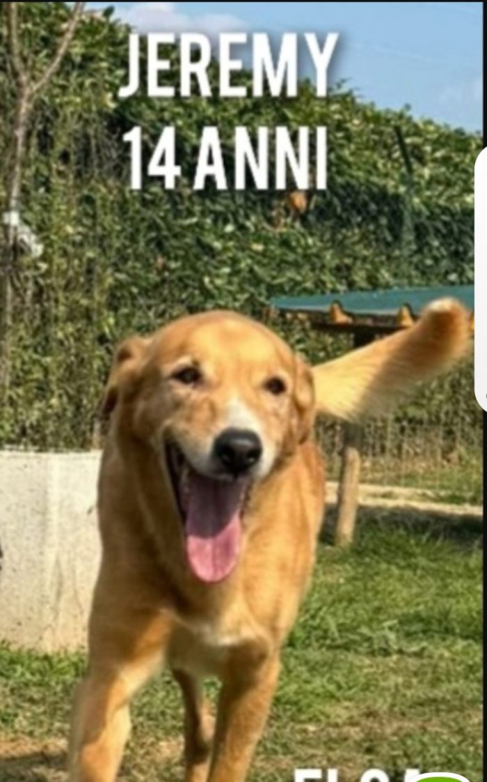 Jeremi 14anni e 1/2 ancora in forma..purtroppo è tornato in Puglia