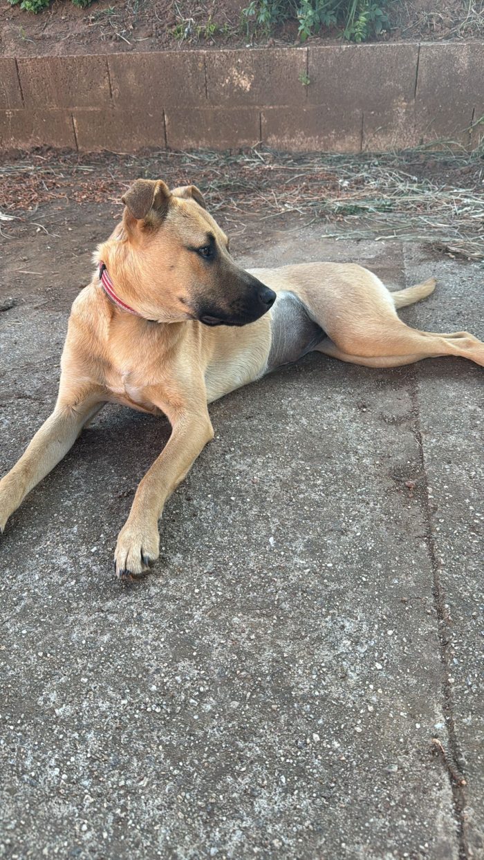 Ellen splendida cucciolotta cerca casa