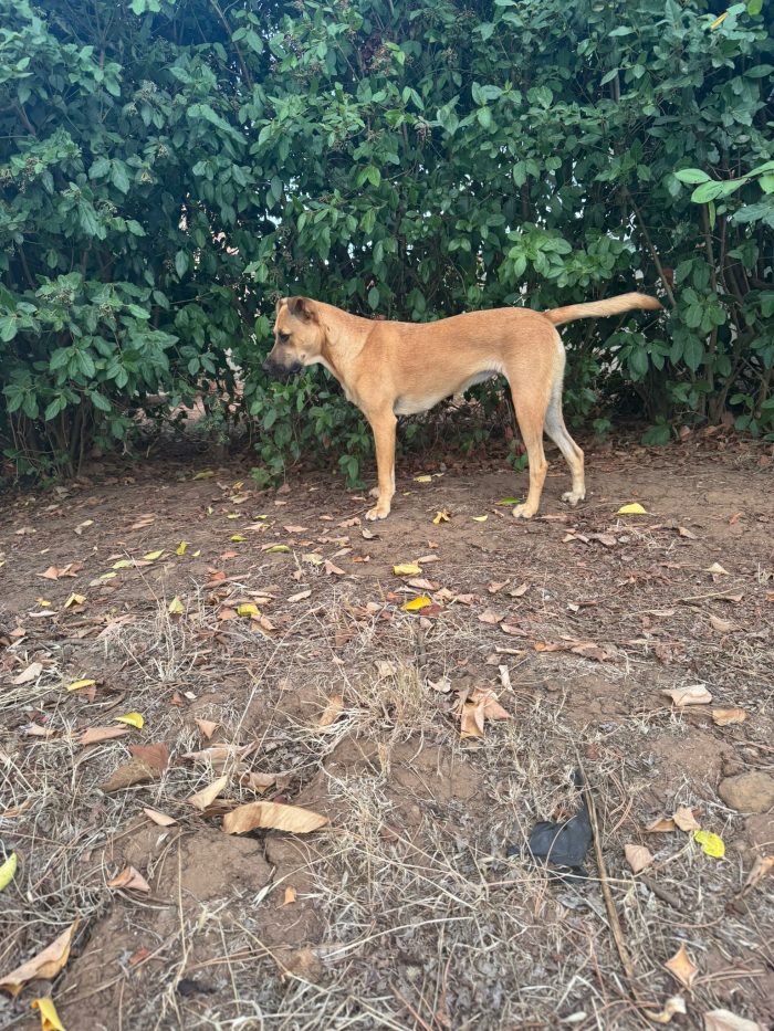 Ellen splendida cucciolotta cerca casa