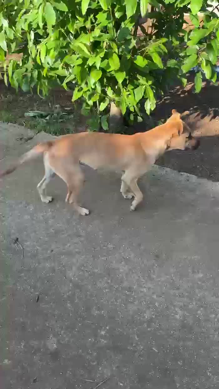 Ellen splendida cucciolotta cerca casa - media 6