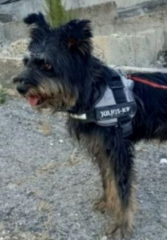 Milo 8anni mix spinoncino salvato anni fa..nessuno lo ha mai notato.AGRIGENTO