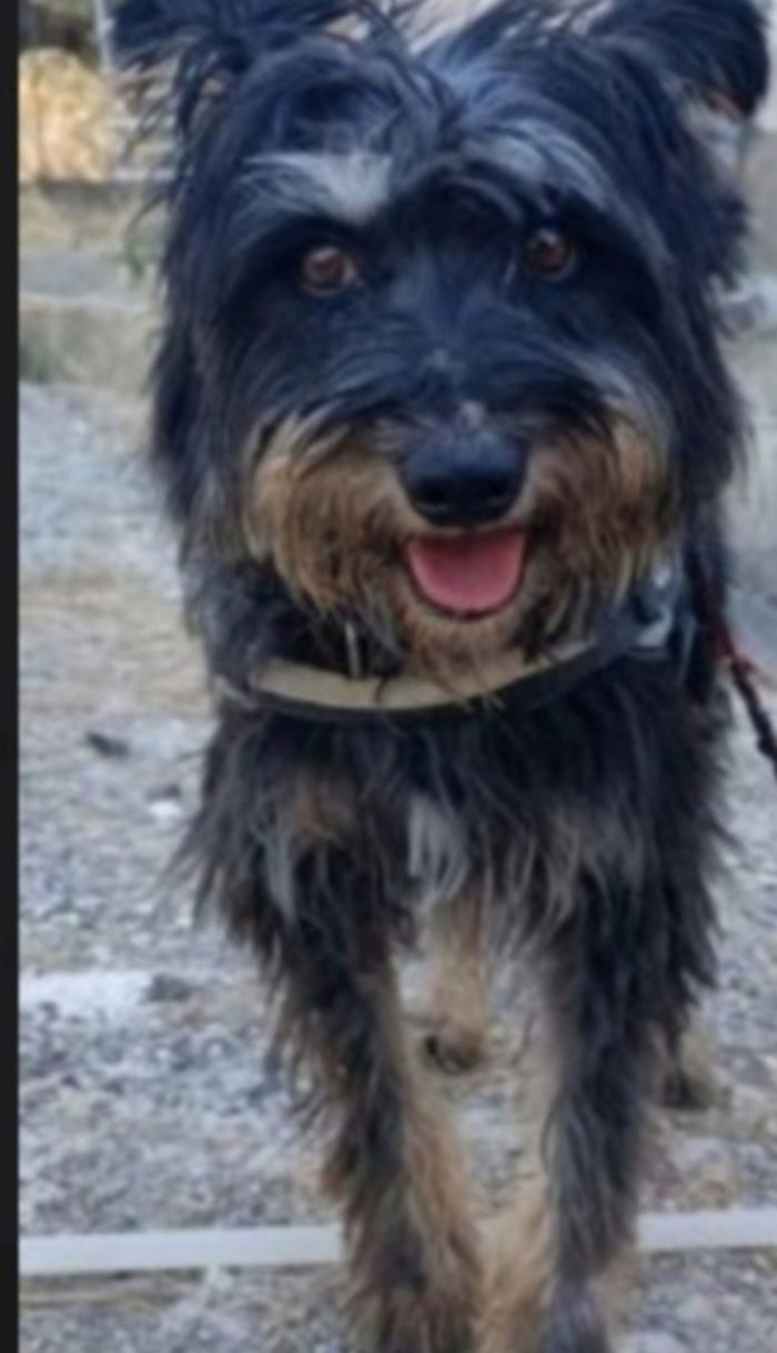 Milo 8anni mix spinoncino salvato anni fa..nessuno lo ha mai notato.AGRIGENTO
