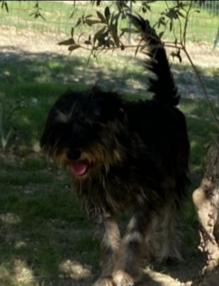 Milo 8anni mix spinoncino salvato anni fa..nessuno lo ha mai notato.AGRIGENTO