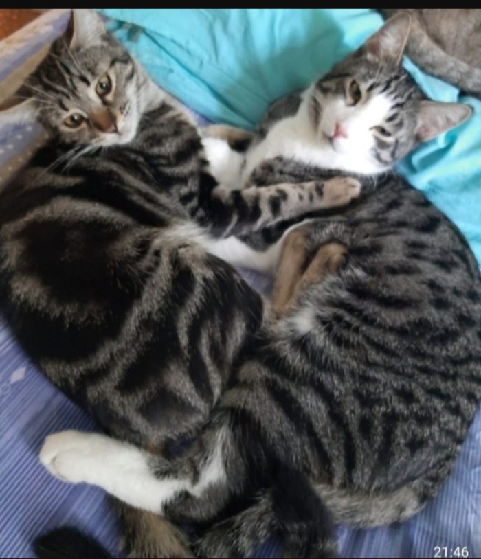 2mici tigrati 2anni INSEPARABILI nessuno li ha scelti.ROMA