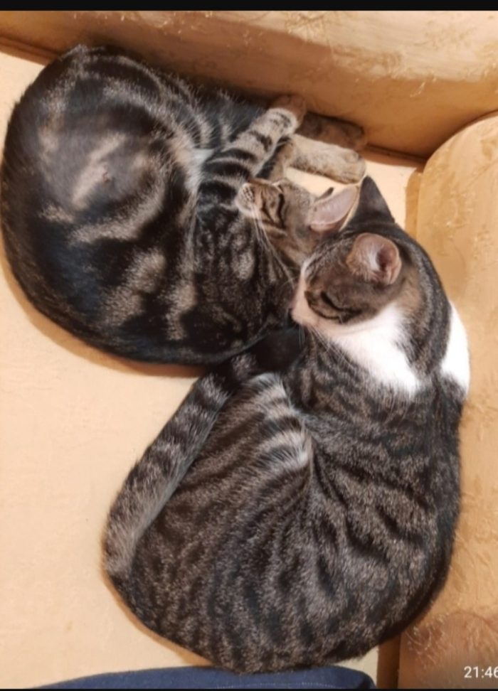 2mici tigrati 2anni INSEPARABILI nessuno li ha scelti.ROMA
