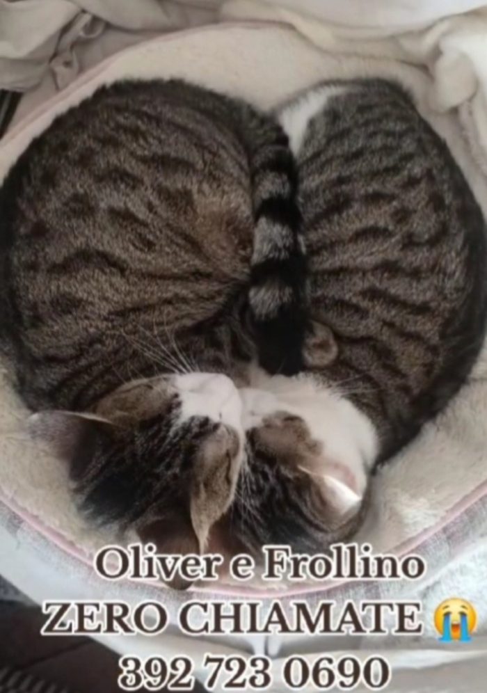 2mici tigrati 2anni INSEPARABILI nessuno li ha scelti.ROMA - media 4